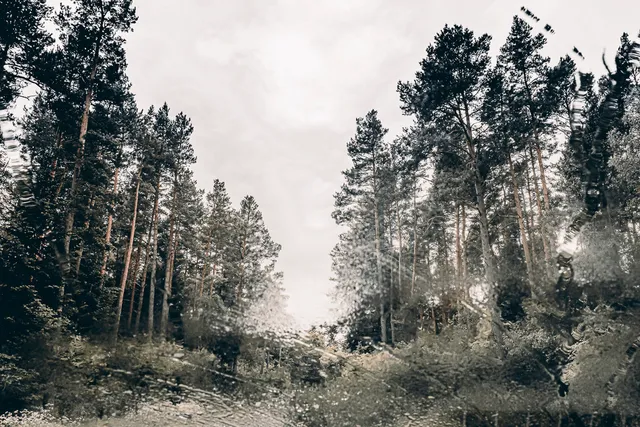 Les Arbres — photo 1