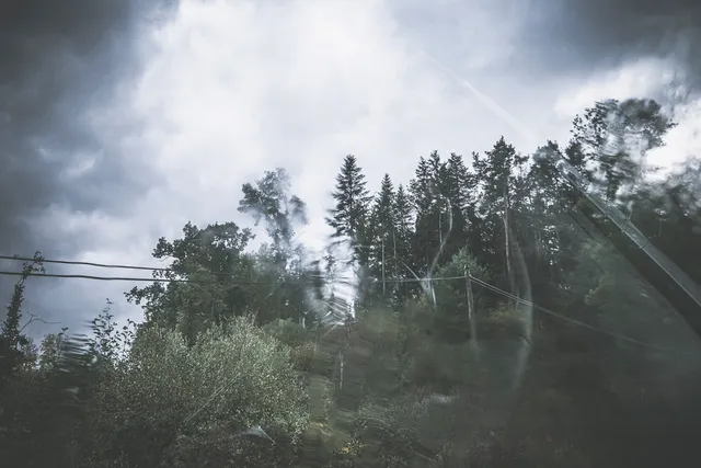 Les Arbres — photo 2