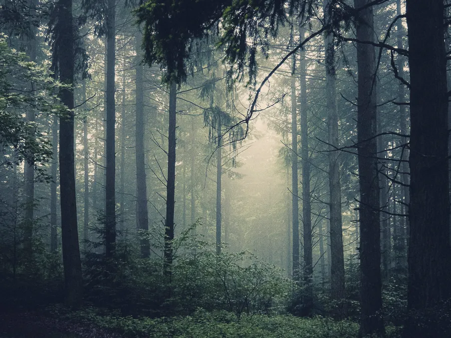Image de couverture de la série photographique Les Arbres