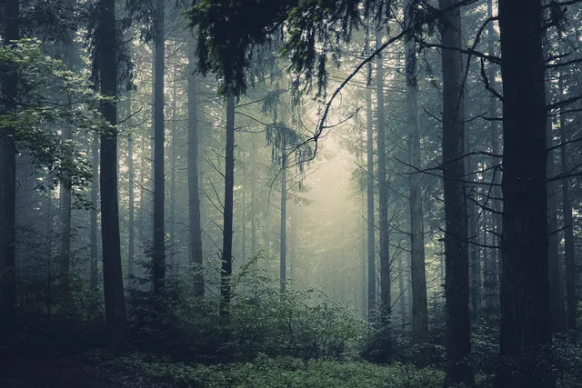 Les Arbres — photo 3