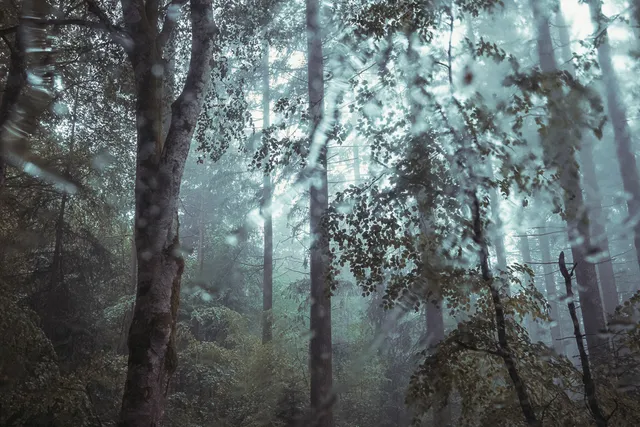 Les Arbres — photo 4