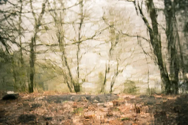 Les Arbres — photo 6
