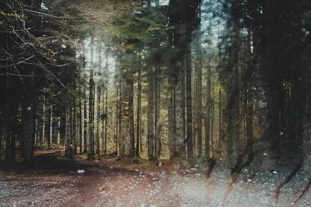 Les Arbres — photo 8