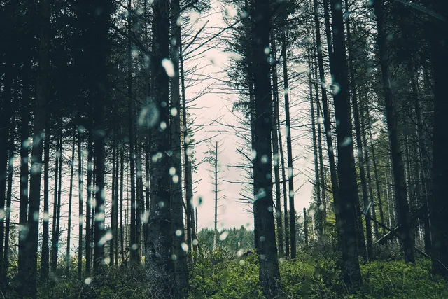 Les Arbres — photo 10