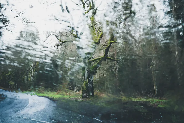 Les Arbres — photo 11